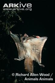 Flying squirrel, northern.jpg