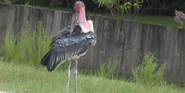 Jacksonville Zoo Stork