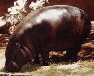 Malagasy Hippopotamus