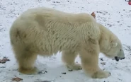 Philedelphia Zoo Polar Bear.png (1.09 MB)