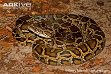 Python, African Rock.jpg