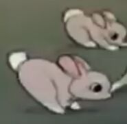 Rabbits-donalds-camera
