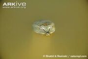 Spiny softshell turtle