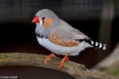Taeniopygia guttata.jpg