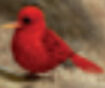 Summer Tanager