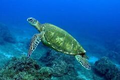 Turtle, Green Sea.jpg