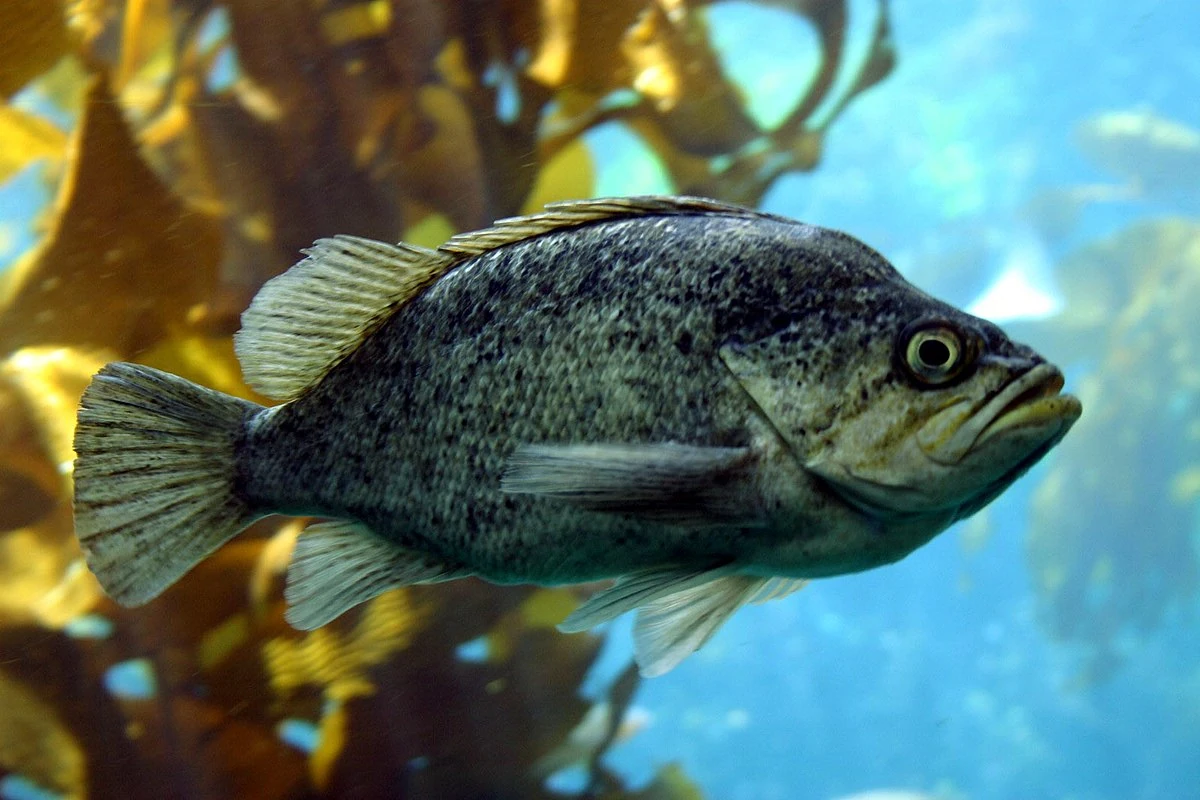 Kelp Rockfish The Parody Wiki Fandom