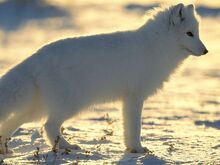 Arctic Fox.jpg