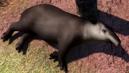 Brazilian-tapir-zootycoon3