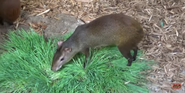 Cleveland Metroparks Zoo Agouti