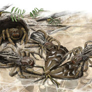 Colony of Western Desert Tarantulas