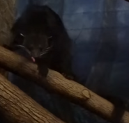 Columbus Zoo Binturong