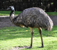 Emu as Shane