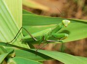 European Mantis.jpg.jpg