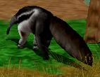 Giant Anteater