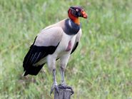 King Vulture