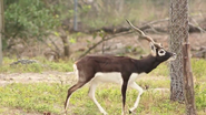 Blackbuck as Buttercup