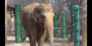 Louisville Zoo Indian Elephant