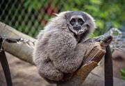 MPP LEC 220116 ChesterZoo 30.jpg