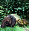 Malayan Tapir