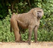 Olive Baboon.jpg