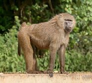 Olive Baboon as Farmer Trotter