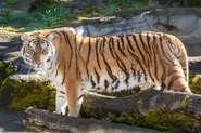 Panthera tigris altaica.jpg (166 KB)