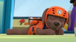 Paw patrol zuma sleeping