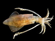 Squid, European.jpg
