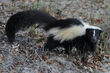 Striped Skunk