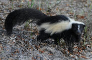 Striped Skunk as Bunga