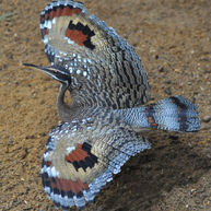 Sunbittern.jpg