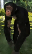 Western-chimpanzee-zootycoon3