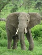 300px-Elephant near ndutu