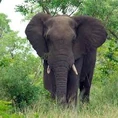 African and Asian Elephant.jpg (11 KB)