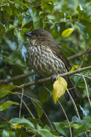 Bowerbird, tooth-billed.jpg