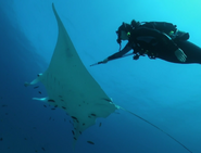 CITIRWN Manta Ray