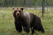 Eurasian Brown Bear as Proffessor Utorium