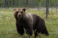 Eurasian brown bear