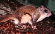 Flying squirrel, southern