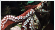 Georgia Aquarium Octopus