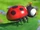Ladybug (Cocomelon)