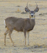 Mule Deer as Bottlenose Dolphin