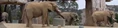 San Diego Zoo Safari Park Elephants.png (529 KB)