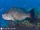 Scamp Grouper