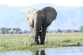 Wild-elephant-1724232 1280.jpg (352 KB)