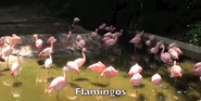 Zoo Anlanta Flamingos