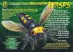 Mammoth Wasp