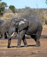 10435688-a-wet-elephant.jpg (196 KB)