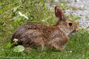 2019-Appalachian-Cottontail-Sylvilagus-obscurus.jpg